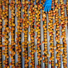 Load image into Gallery viewer, Organic apricot nectar (3x 200ml)- NT816