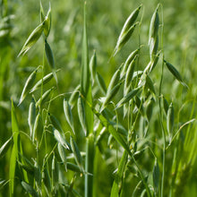 Load image into Gallery viewer, Organic Whole oat granola with fruit mix - PCGF300