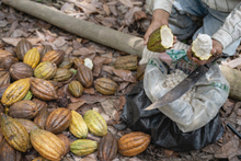 Load image into Gallery viewer, Farrociock-Organic spelt biscuit with milk chocolate bar(5x28g) - FCL140