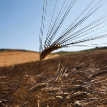 Load image into Gallery viewer, Organic stone ground Cappelli whole durum wheat flour. - FA500SC