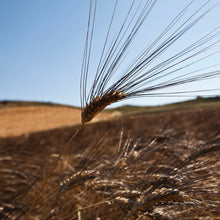 Load image into Gallery viewer, Organic Cappelli durum wheat "sabbiolina" pasta-BFSS320
