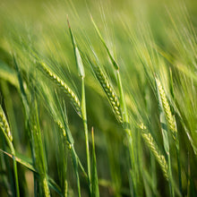 Load image into Gallery viewer, Organic biscuits with apple and cinnamon - fr950