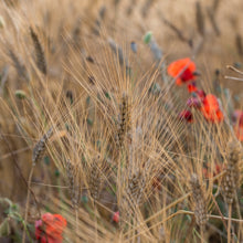 Load image into Gallery viewer, Organic durum wheat conchiglie - PN863