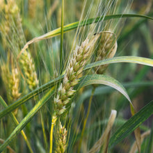 Load image into Gallery viewer, Organic stone ground whole khorasan wheat flour - fa500kh