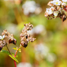 Load image into Gallery viewer, organic oat and buckwheat biscuits - FR233