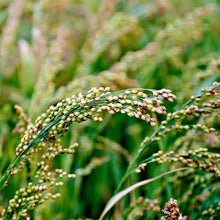 Load image into Gallery viewer, Organic sorghum and millet biscuits with chocolate chips - fr256