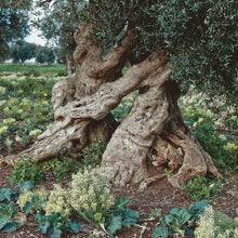 Load image into Gallery viewer, Organic extra virgin olive oil - OL674