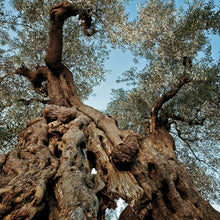Load image into Gallery viewer, Organic Extra virgin olive oil P.G.I. - Terra di Bari e Bitonto - OL676