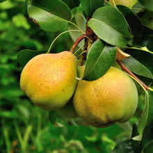 Load image into Gallery viewer, Organic pear nectar (3x200ml) - NT815