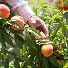 Load image into Gallery viewer, Organic peach nectar( 3x200ml) - NT819