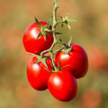 Load image into Gallery viewer, Organic fine tomato puree (3x200g) - PO856