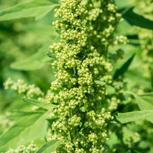 Load image into Gallery viewer, Organic royal quinoa - CE462