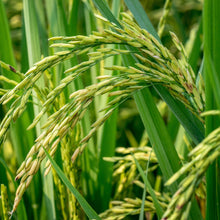 Load image into Gallery viewer, Organic rice flour - FA500RI