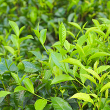 Load image into Gallery viewer, Organic black tea - 20 bags - TN020