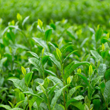 Load image into Gallery viewer, Organic green tea - 20 bags - TV020
