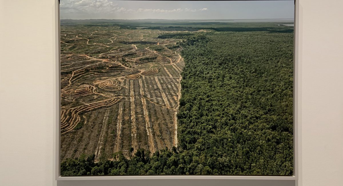 Anthropocene: the exhibition in Bologna that tells of man’s impact on the world