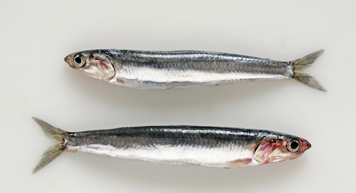 Children who eat fish sleep better and are more intelligent