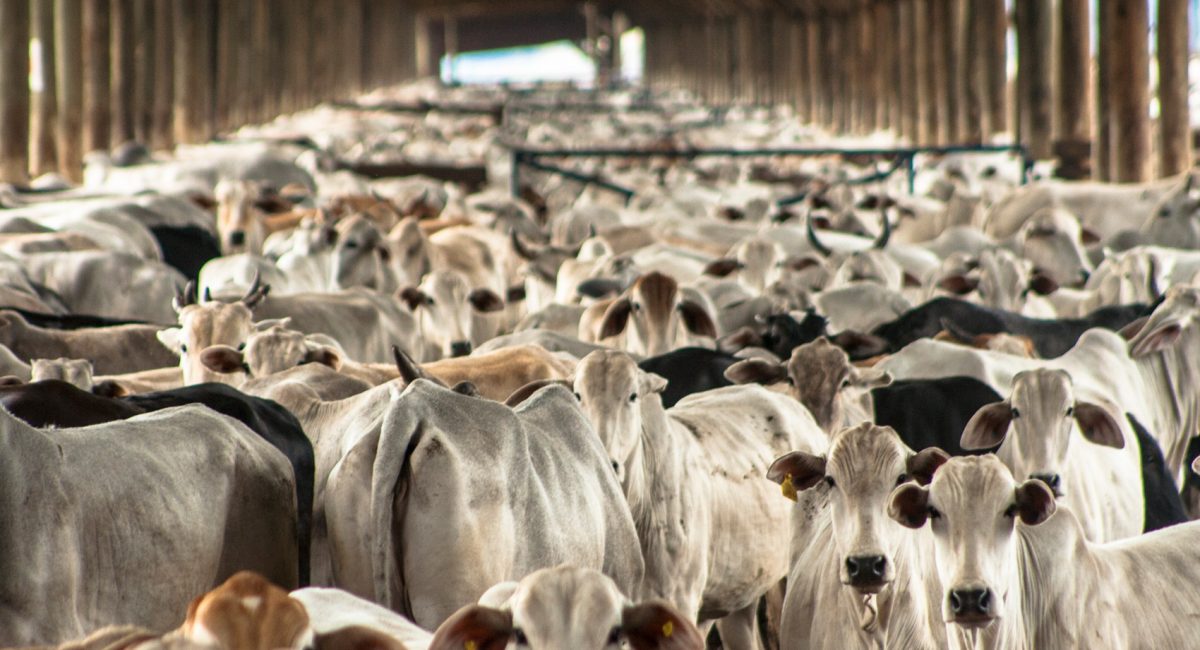 Environmental pollution and diet