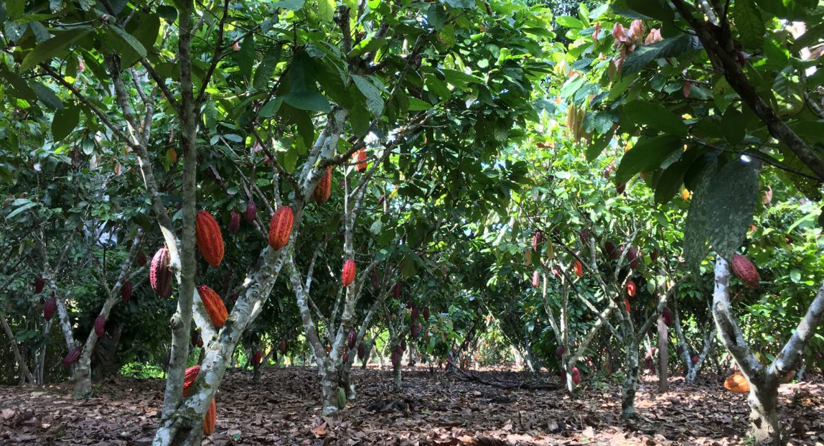 On the ashes of coca: Acopagro Fairtrade cocoa