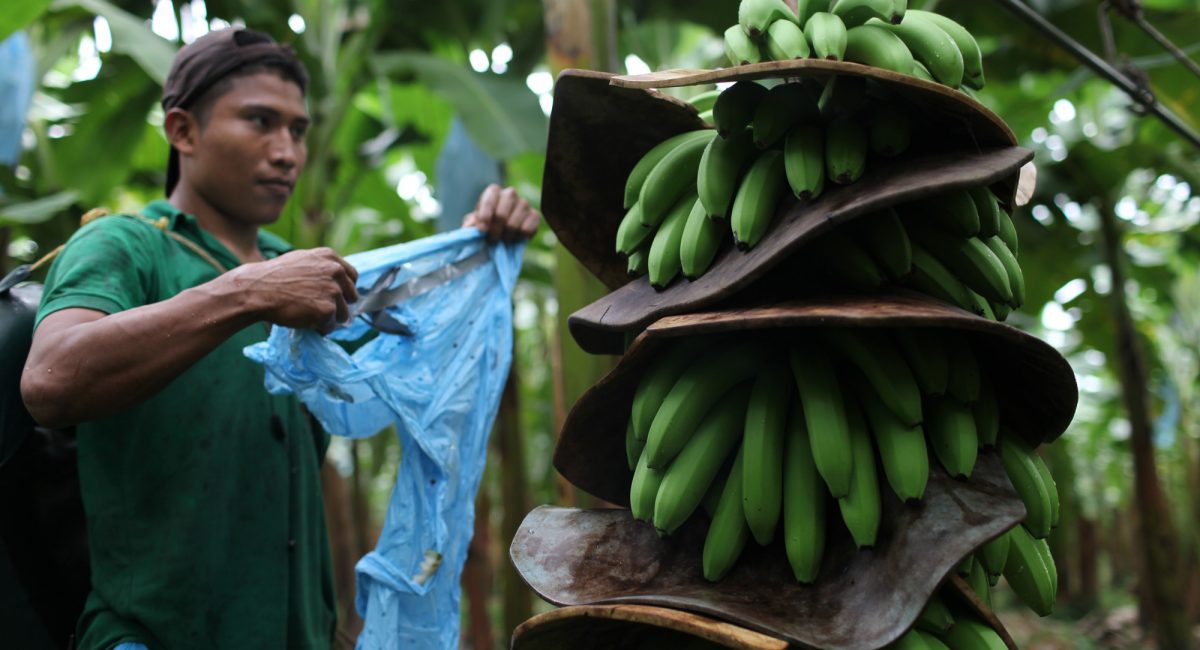 Panama, home to Fairtrade bananas