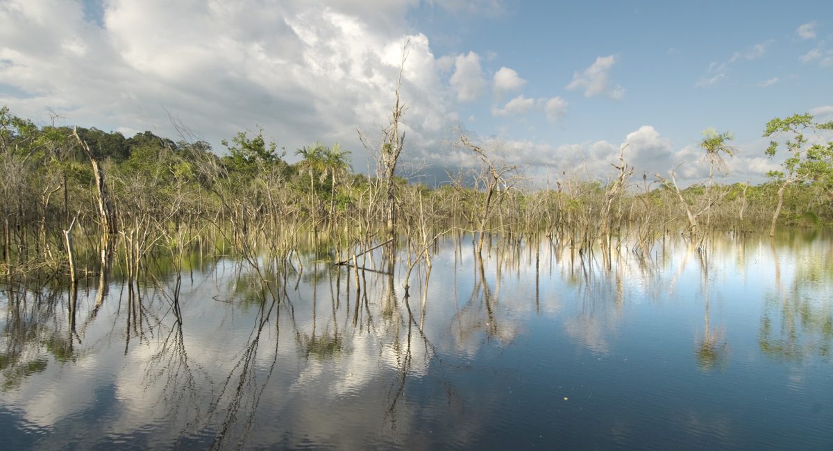 What lies ahead for Amazonia with Brazilian president Jair Bolsonaro