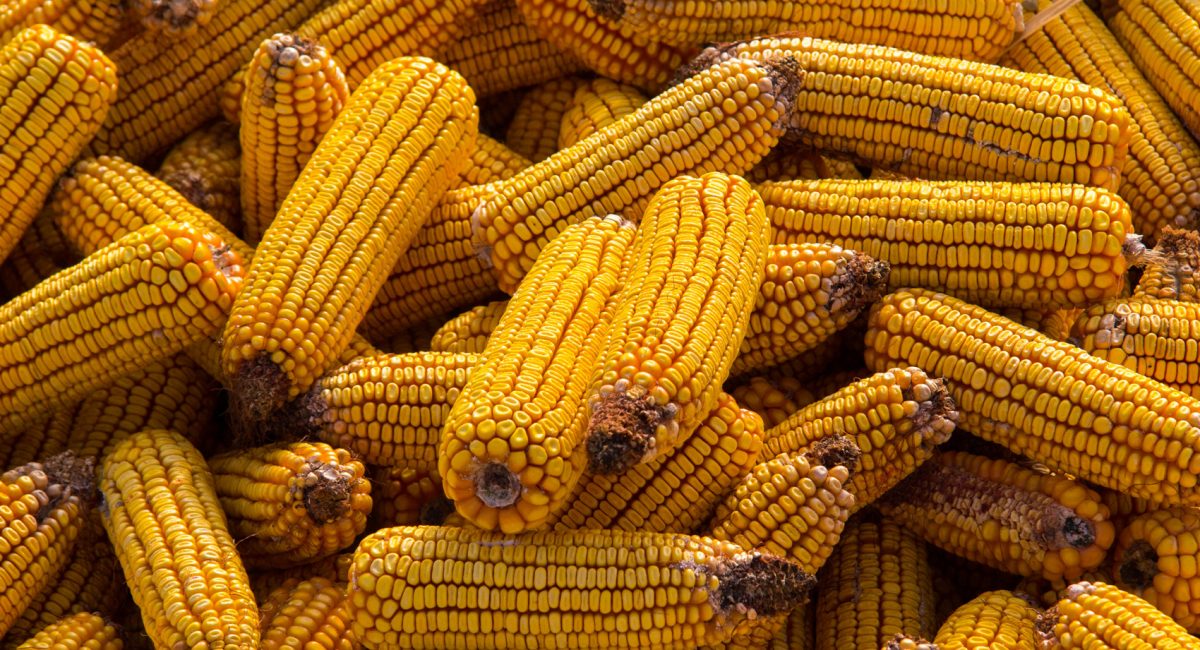 The Fidenato case, what the European Court of Justice’s sentence regarding NGOs really tells us