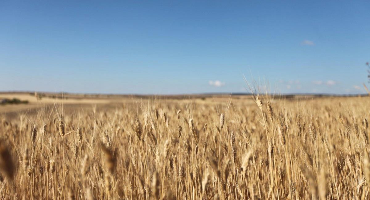 Where the pasta and rice we eat comes from