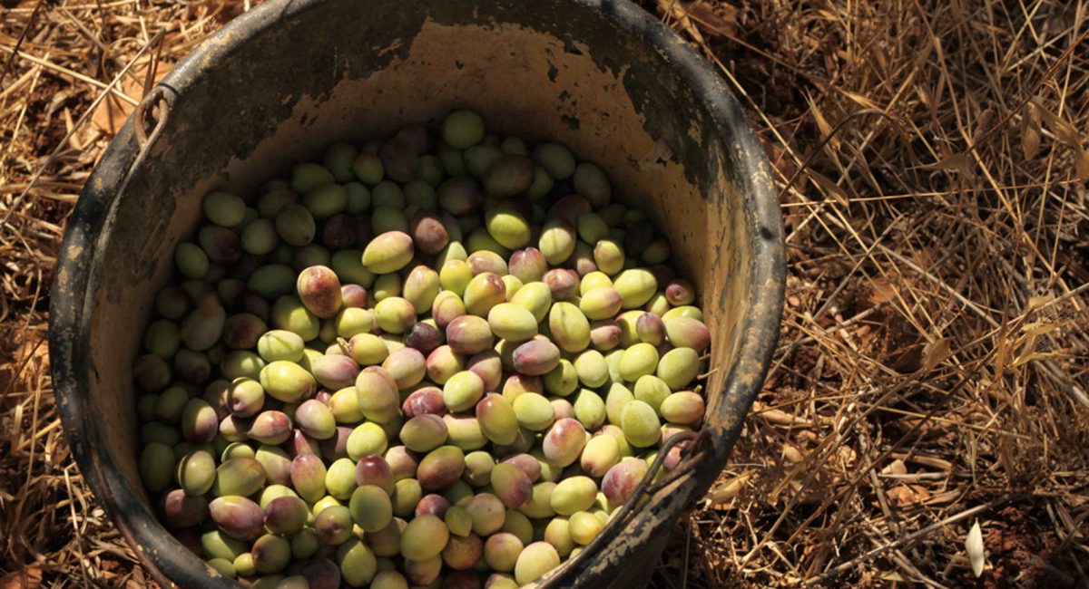 The Middle East - peace puts down roots on land where division is cultivated