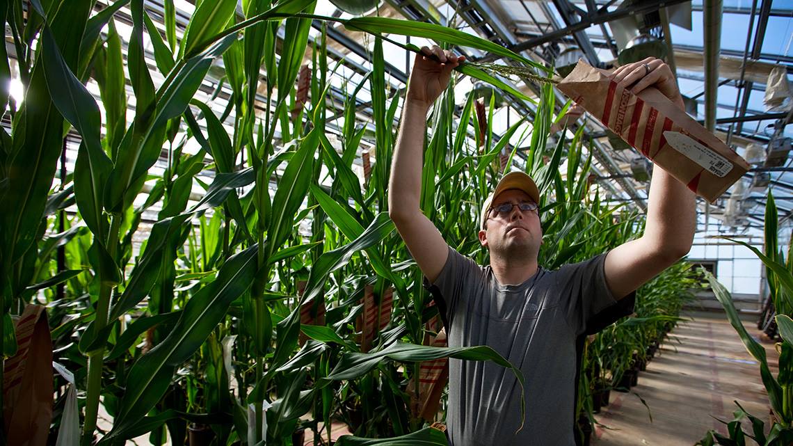 The effects of the Bayer-Monsanto merger on food