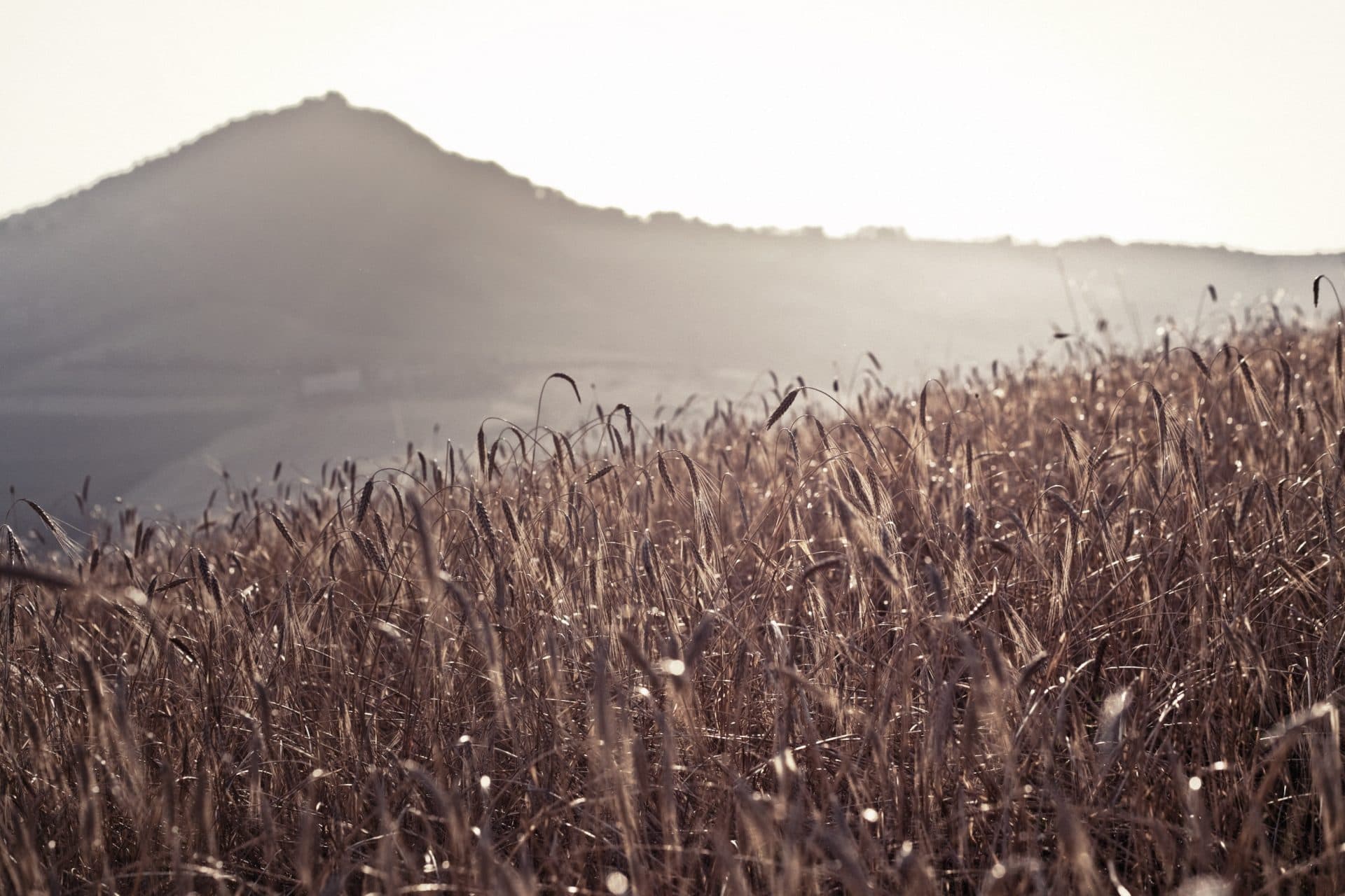 GREAT LIFE: the project to promote a resilient agriculture