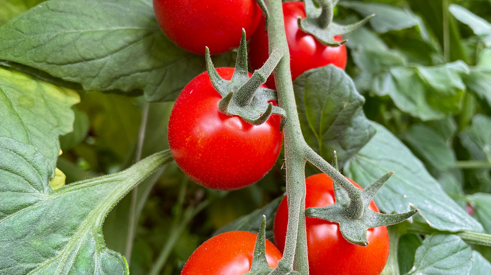 Tomato, the summer vegetable with so many qualities