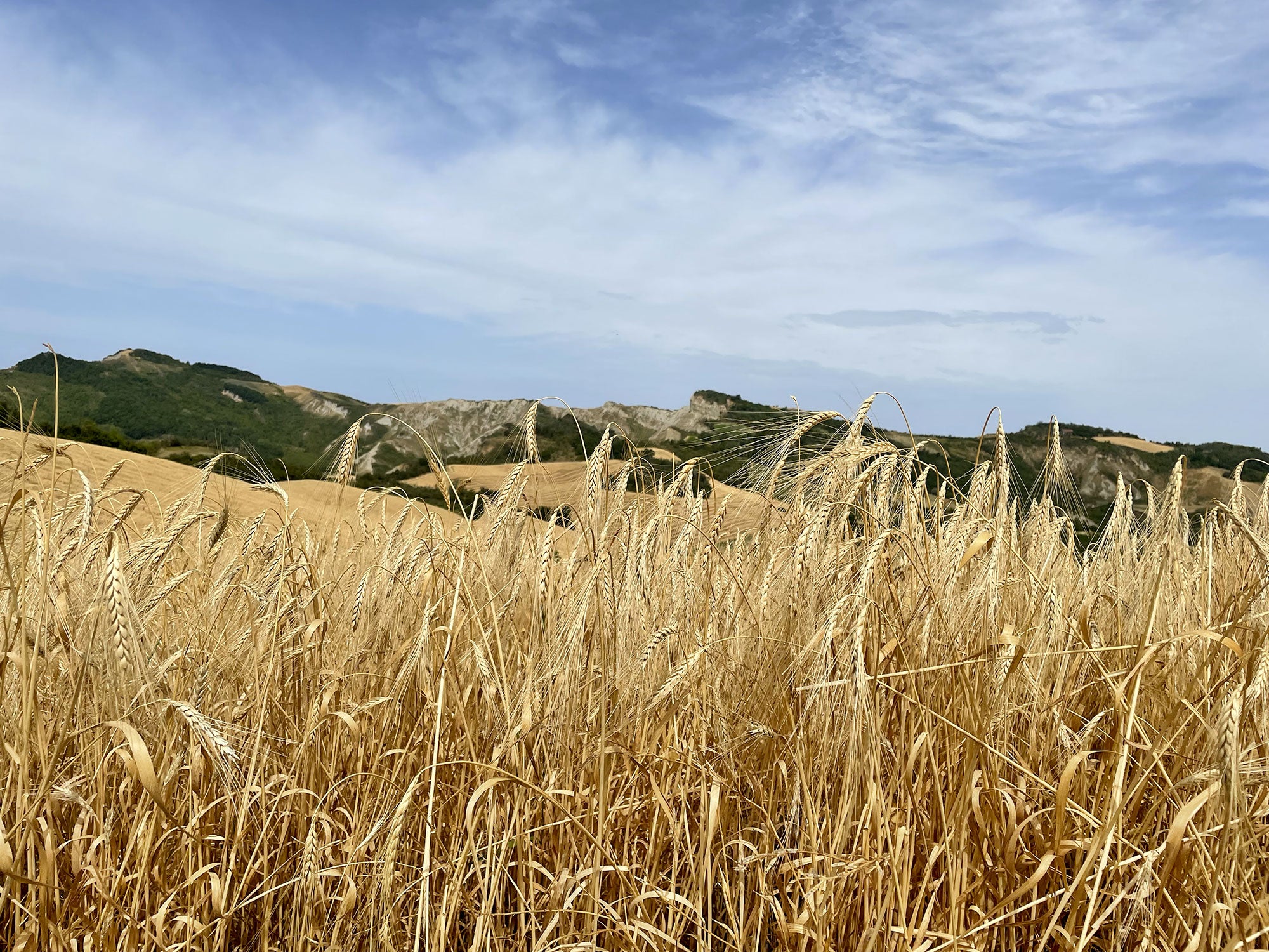 The position of farming in the PNRR