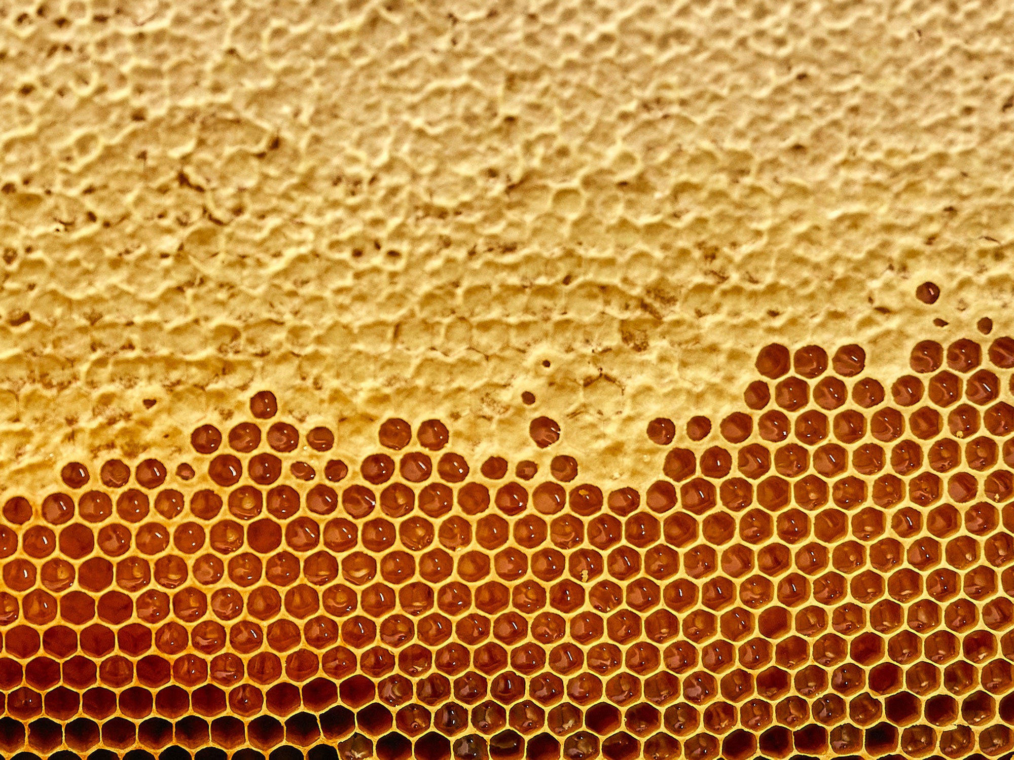 Pollen and royal jelly: how and why to use them each day, also in the kitchen