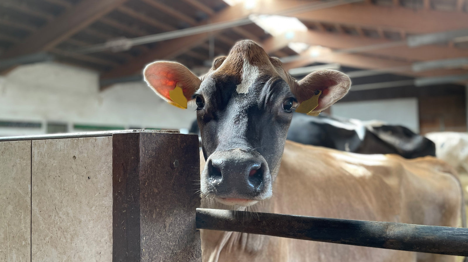 There’s a cow in the room: why was no one talking about intensive farming and breeding at COP26?