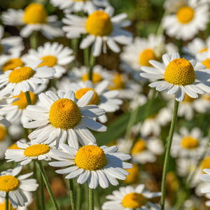 Organic sifted chamomile - CA030