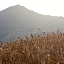 Load image into Gallery viewer, Organic emmer wheat biscuits - FR945
