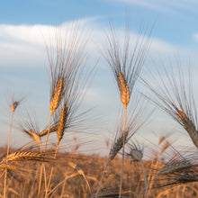 Load image into Gallery viewer, Organic Cappelli durum wheat spaghettoni - PSC726
