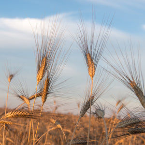 Organic Cappelli durum wheat spaghettoni - PSC726