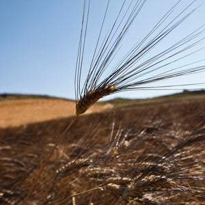 Organic Cappelli durum wheat penne rigate - PSC725