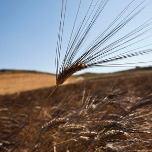 Cappelli durum wheat mezze maniche - Parchi della Toscana - PSC728