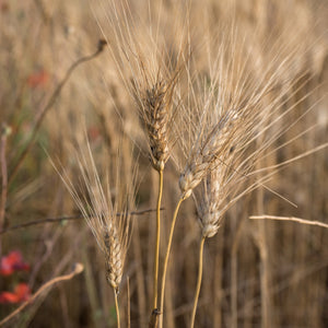 Organic semi-durum wheat gramigna - PSM725