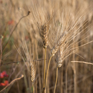 Organic durum wheat fusilli - PN721