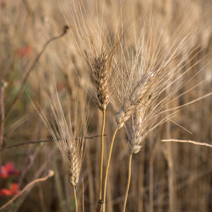 Organic durum wheat spaghetti - PN718
