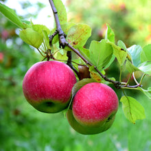 Load image into Gallery viewer, Organic apple and blueberry nectar (3x200ml) - NT820
