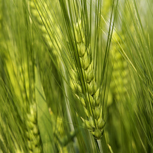 Organic barley soup - CE460