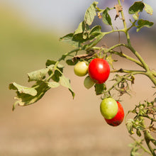 Load image into Gallery viewer, Organic peeled tomatoes - PO855
