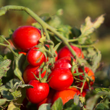 Load image into Gallery viewer, Organic tomato with basil - PO846
