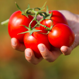 Organic tomato pulp with basil - PO812