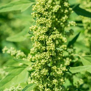 Organic royal quinoa - CE462